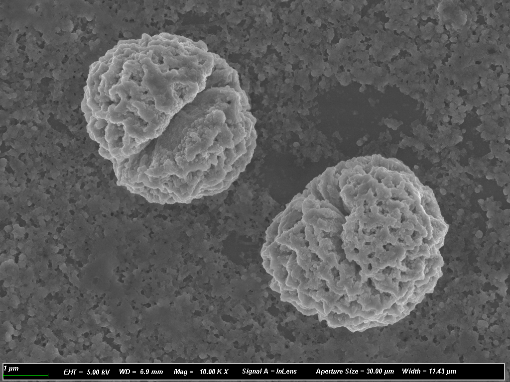 生物细菌样本形貌表征